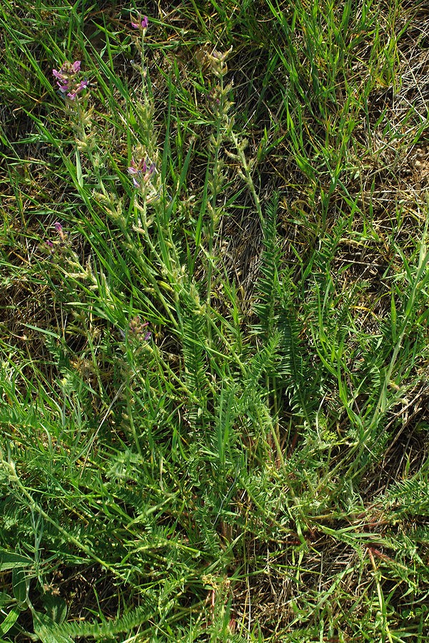 Image of Oxytropis ornata specimen.