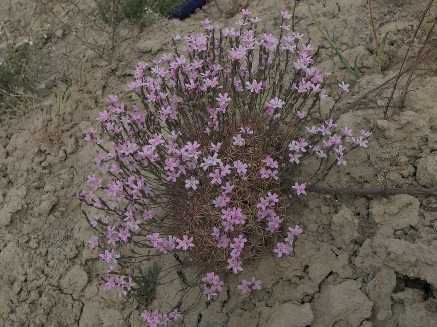 Image of genus Acantholimon specimen.