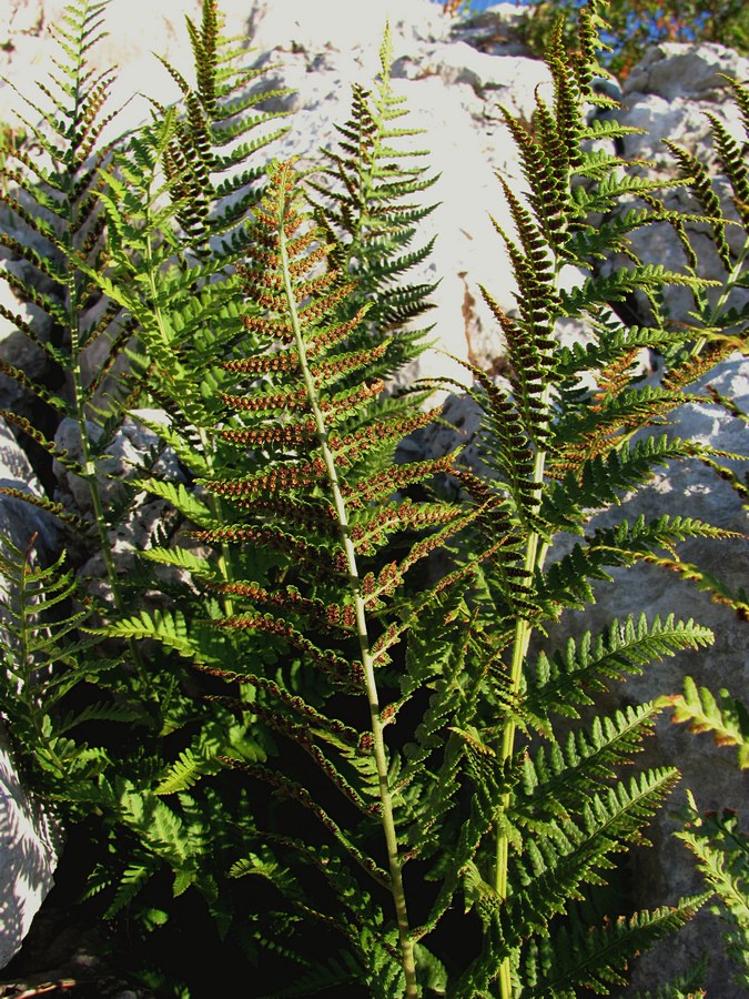 Image of Dryopteris villarii specimen.