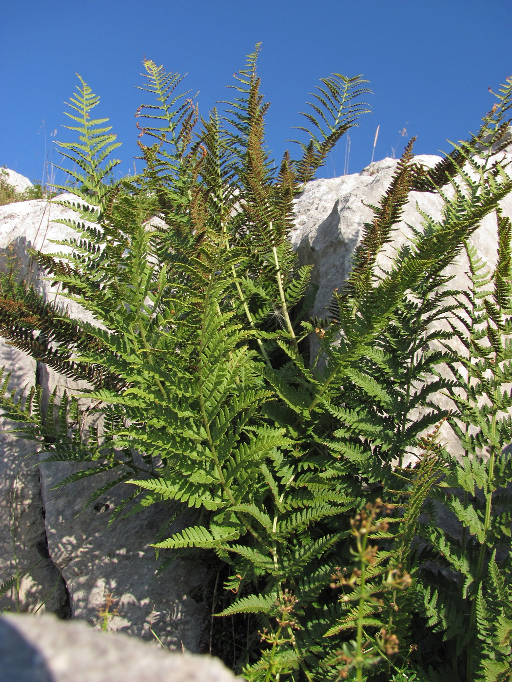 Image of Dryopteris villarii specimen.