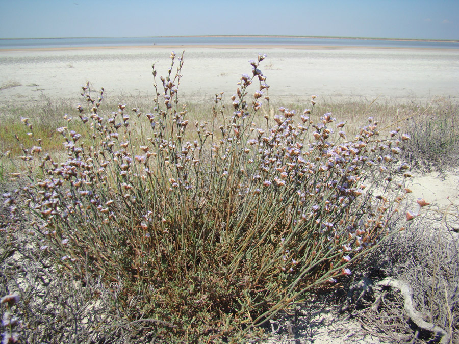 Image of Limonium suffruticosum specimen.