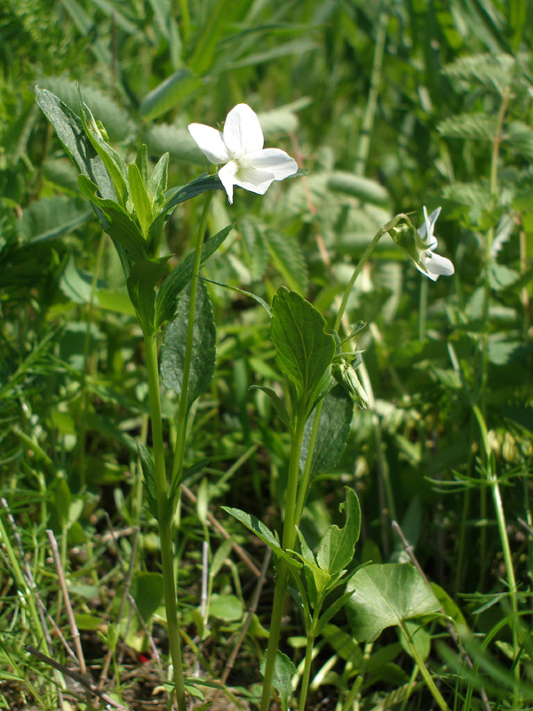 Image of Viola accrescens specimen.