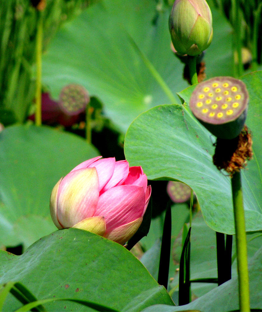 Image of Nelumbo caspica specimen.