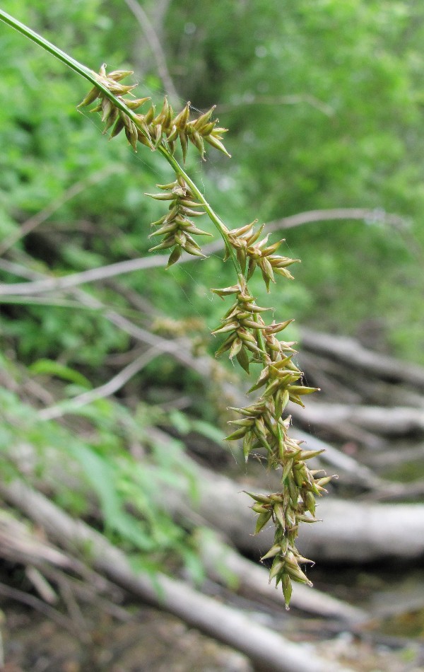 Изображение особи Carex elongata.