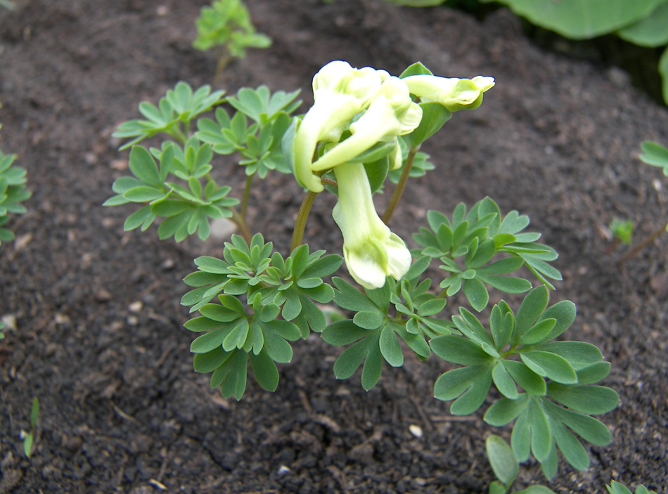 Image of genus Corydalis specimen.