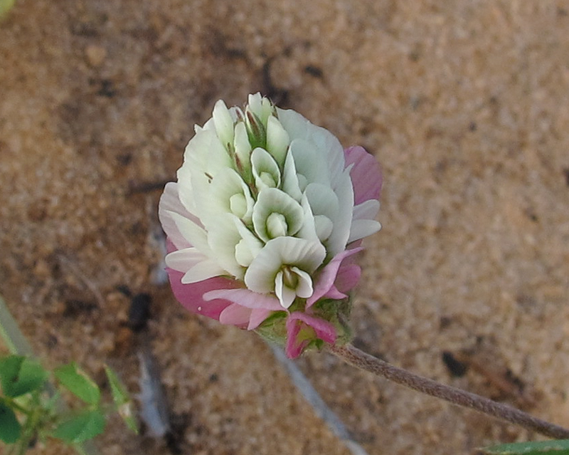 Изображение особи Trifolium philistaeum.