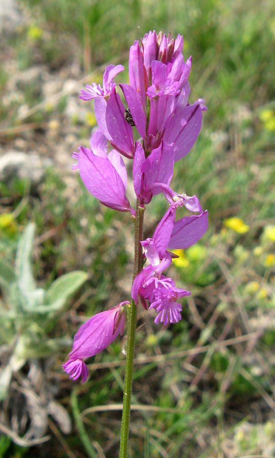 Изображение особи Polygala major.