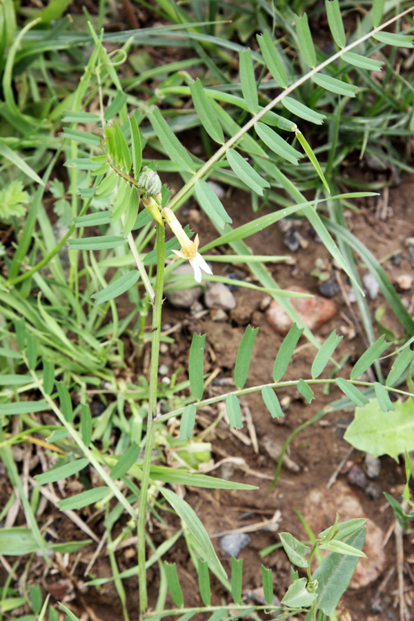 Image of Vicia gracilior specimen.