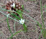 род Ornithogalum