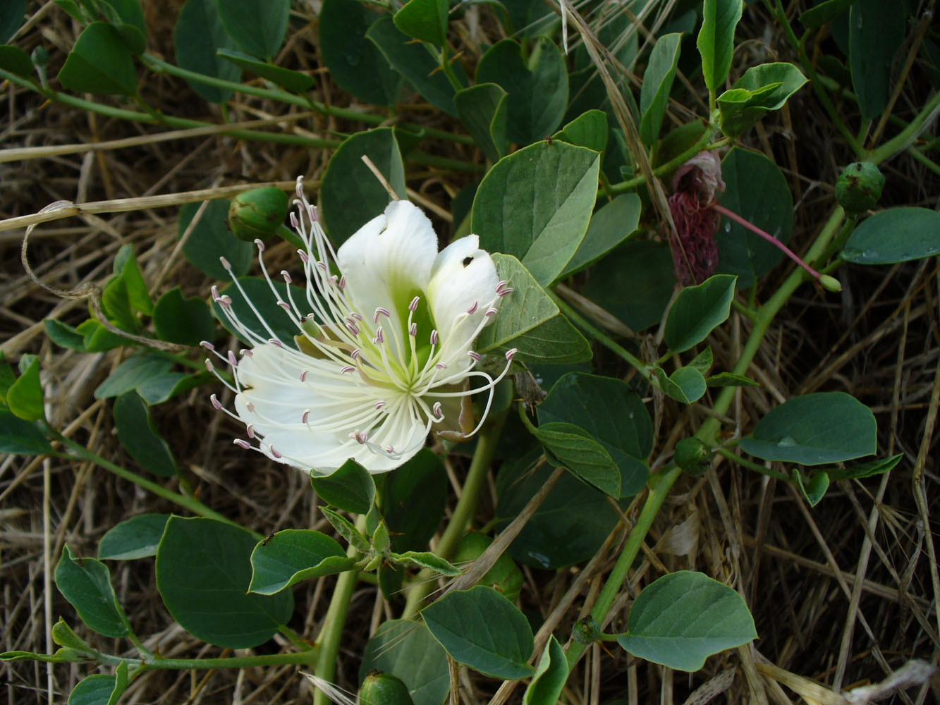 Image of Capparis herbacea specimen.