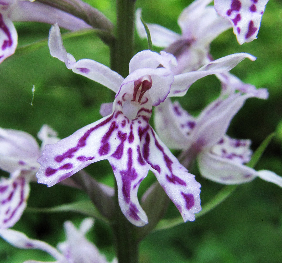 Image of Dactylorhiza fuchsii specimen.