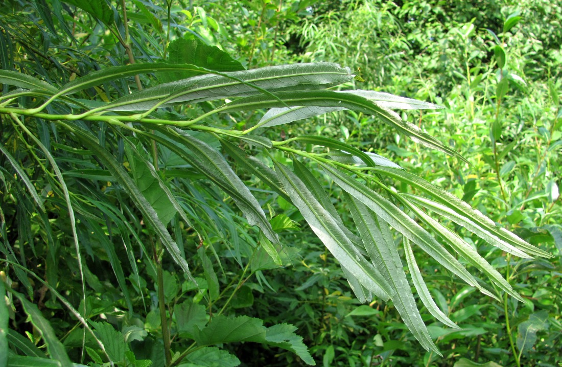 Image of Salix &times; stipularis specimen.