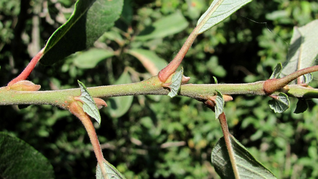 Image of Salix cinerea specimen.