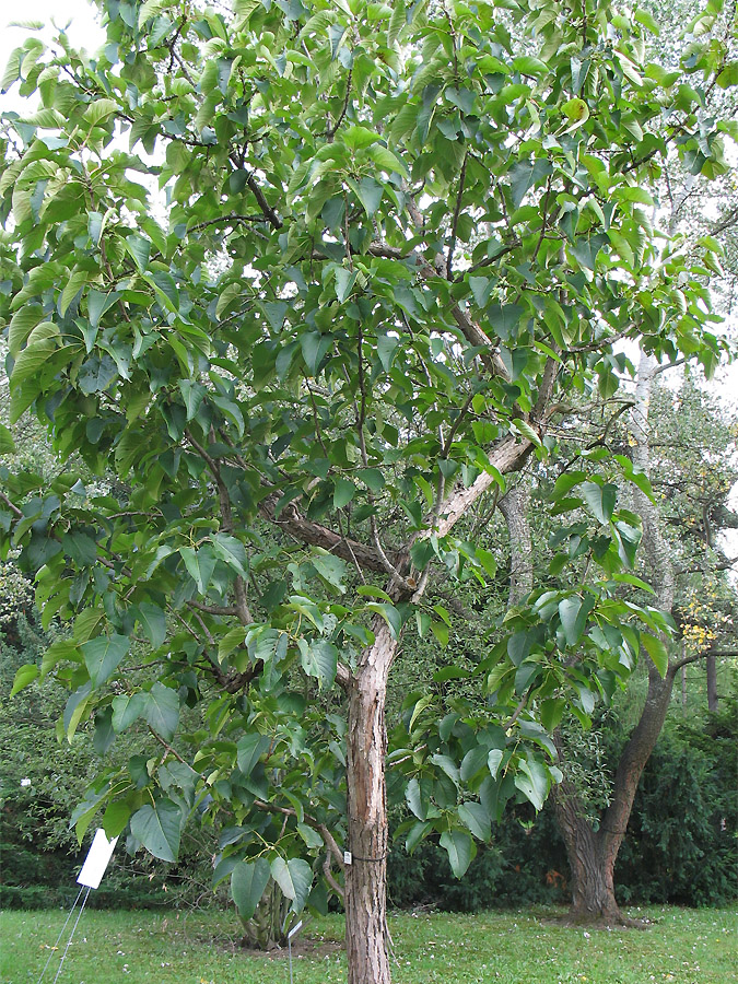 Image of Populus lasiocarpa specimen.