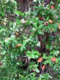 Trachelospermum jasminoides. Цветущее растение. Монако, Монако-Вилль, сады Сен-Мартен. 19.06.2012.