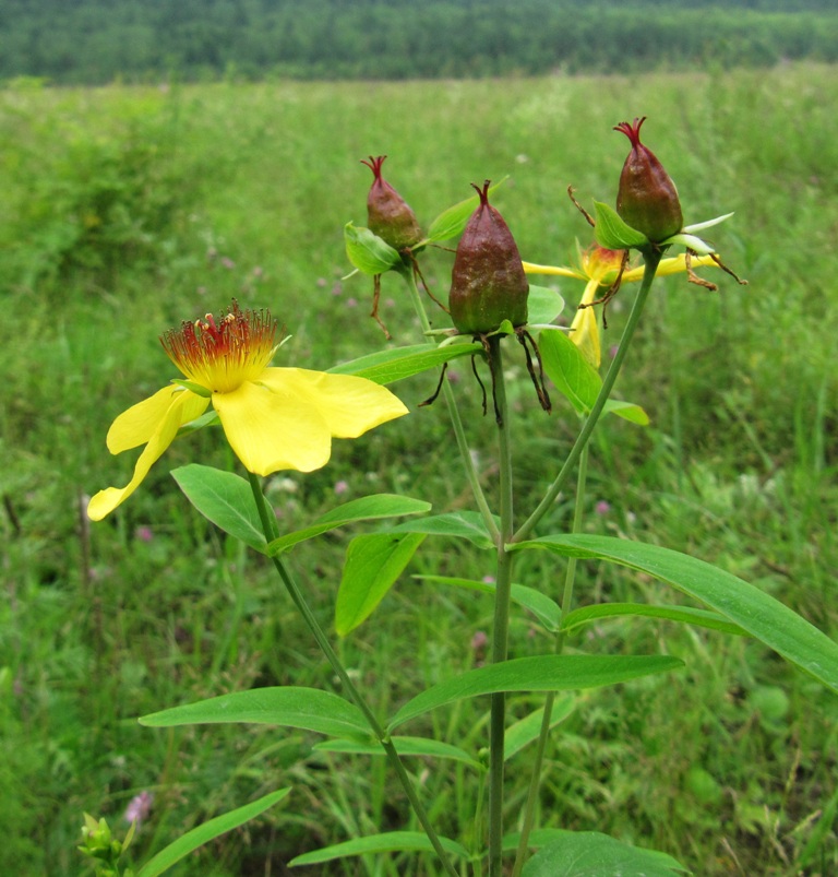 Image of Hypericum ascyron specimen.