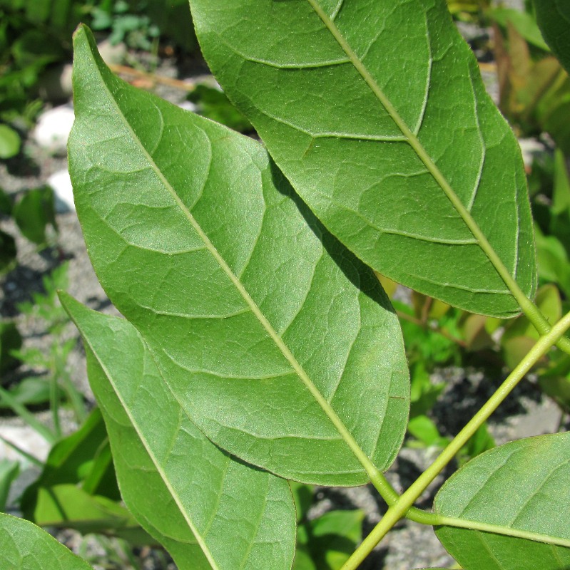 Image of genus Wisteria specimen.