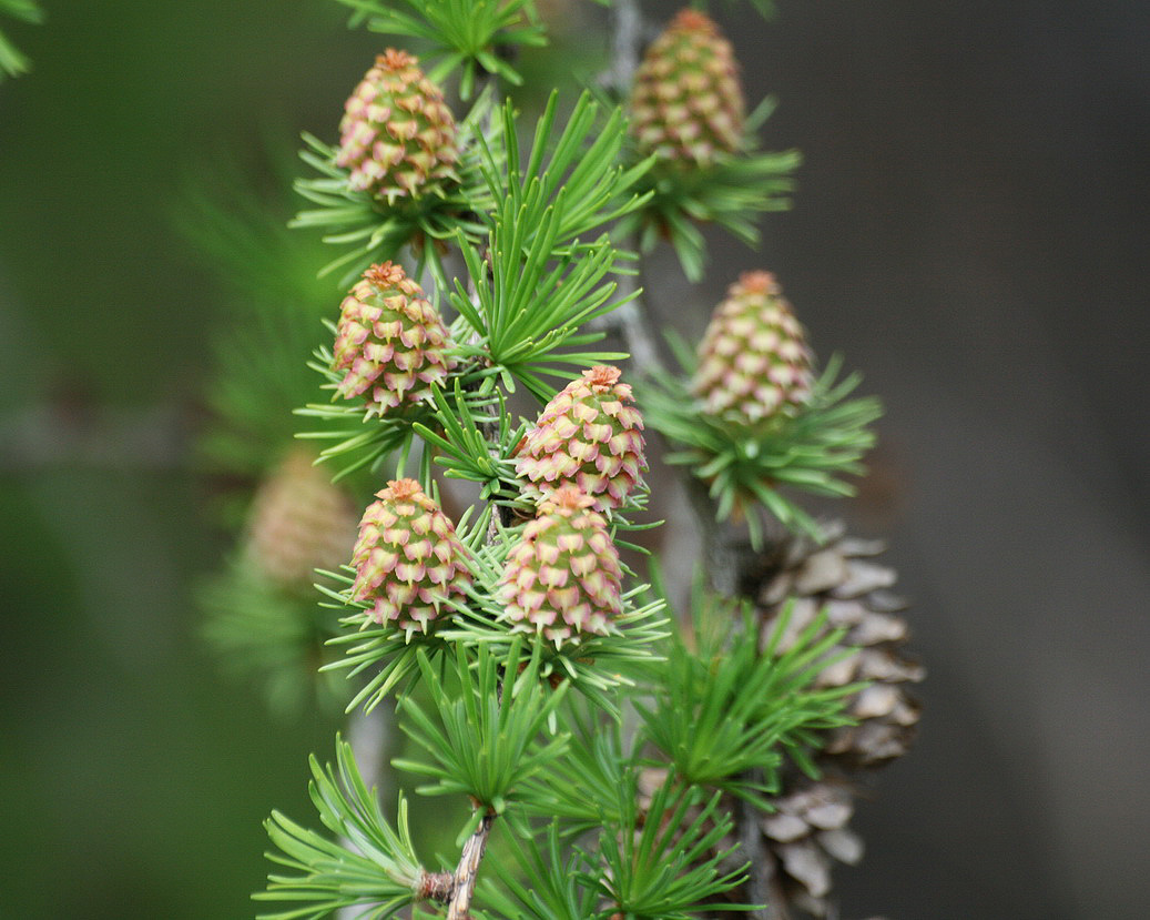 Image of Larix kaempferi specimen.