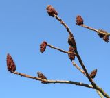 Rhus typhina. Покоящиеся ветви с прошлогодними соплодиями. Германия, г. Кемпен, у частных гаражей. 05.03.2013.