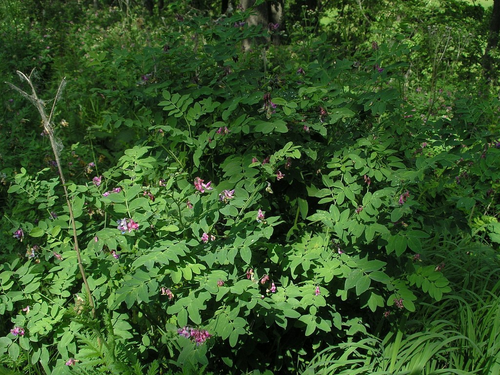 Image of Lathyrus niger specimen.