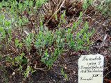 Lavandula angustifolia. Растения с распускающимися листьями. Швеция, Уппсала, Сад Линнея. 6 мая 2009 г.