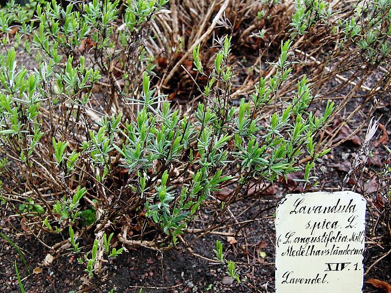 Image of Lavandula angustifolia specimen.