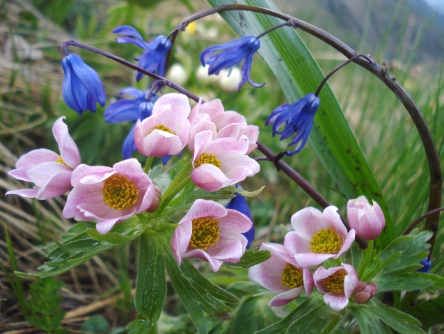 Image of Anemonastrum fasciculatum specimen.