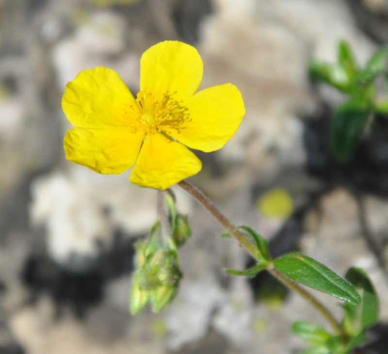 Image of Helianthemum nummularium specimen.