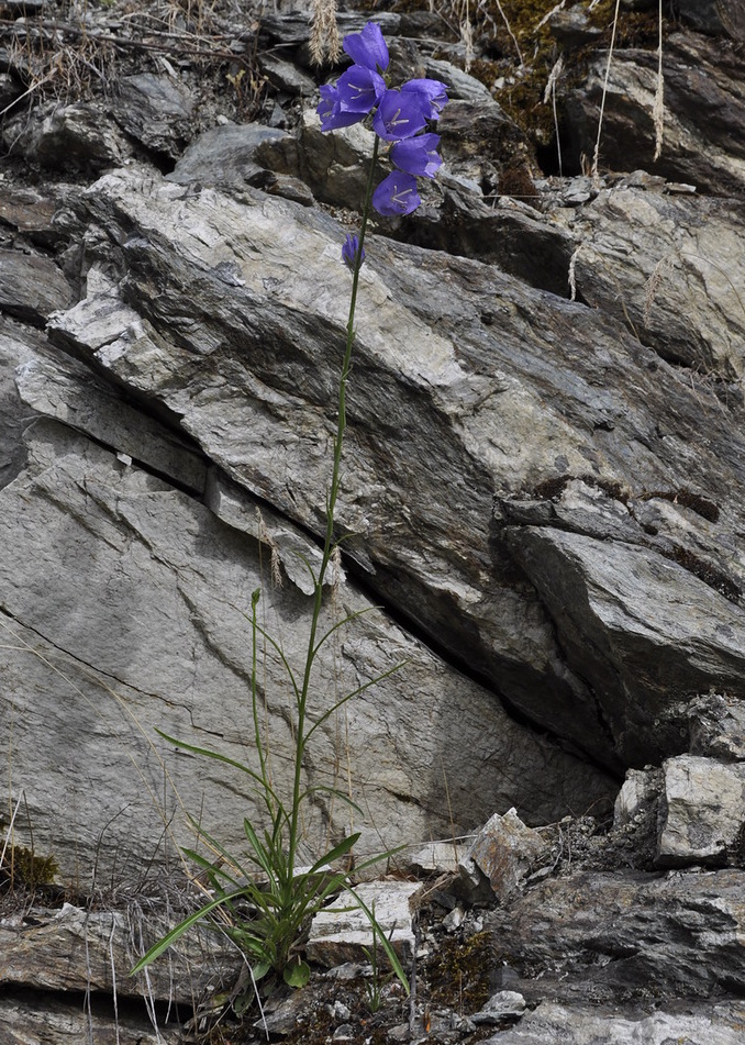 Image of Campanula persicifolia specimen.