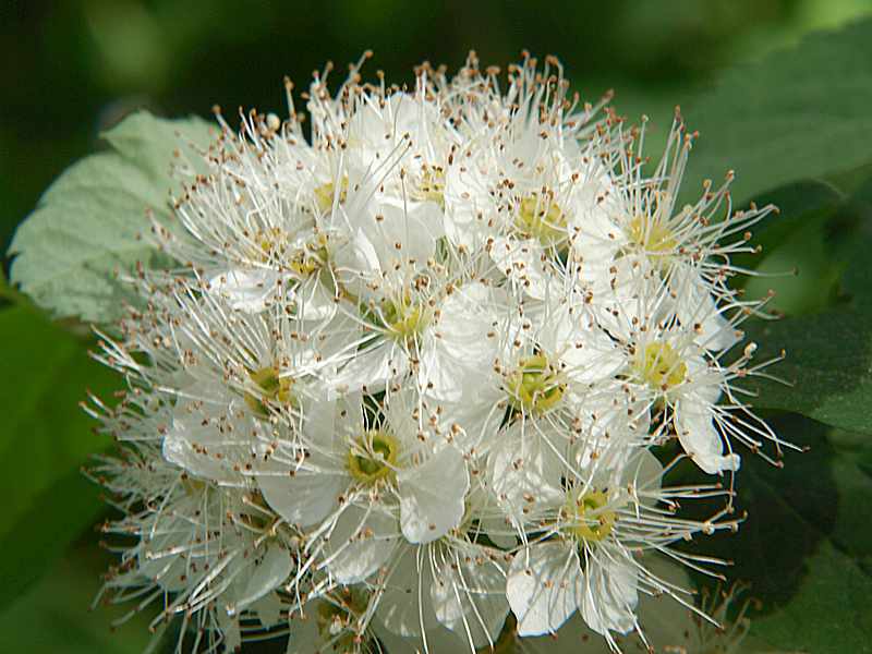 Image of Spiraea chamaedryfolia specimen.