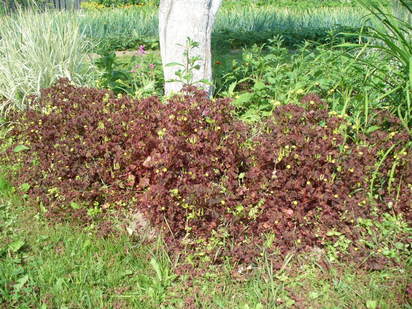 Изображение особи Oxalis stricta.