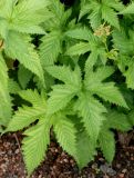 Filipendula palmata. Листья. Германия, г. Krefeld, Ботанический сад. 10.06.2013.