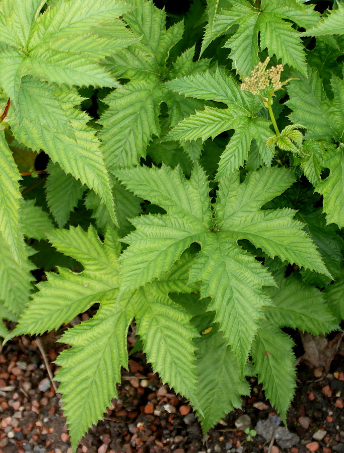 Image of Filipendula palmata specimen.