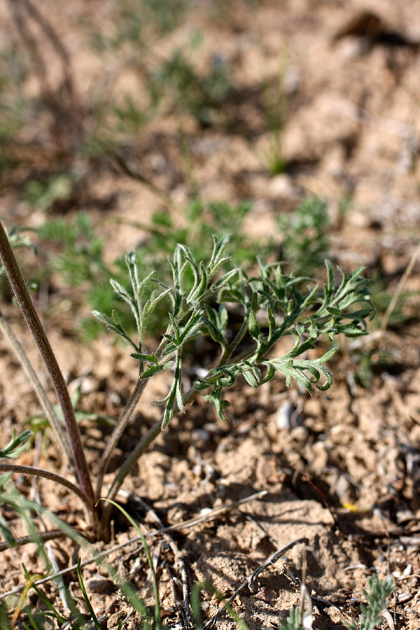 Изображение особи Ranunculus regelianus.