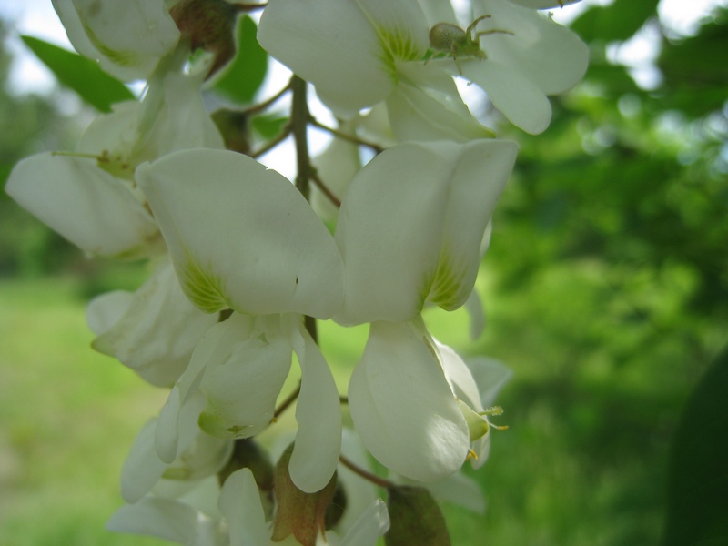 Image of Robinia pseudoacacia specimen.