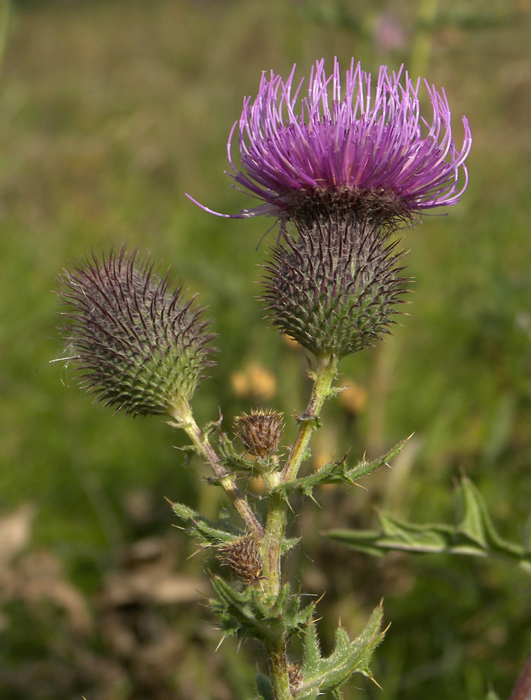 Image of Cirsium arachnoideum specimen.