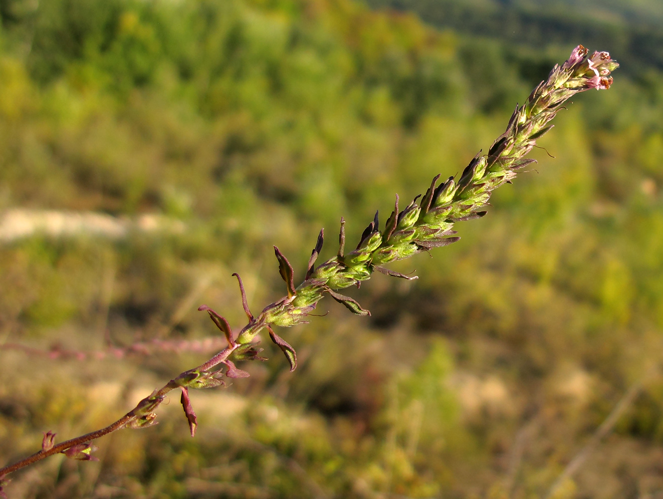 Изображение особи Odontites vulgaris.