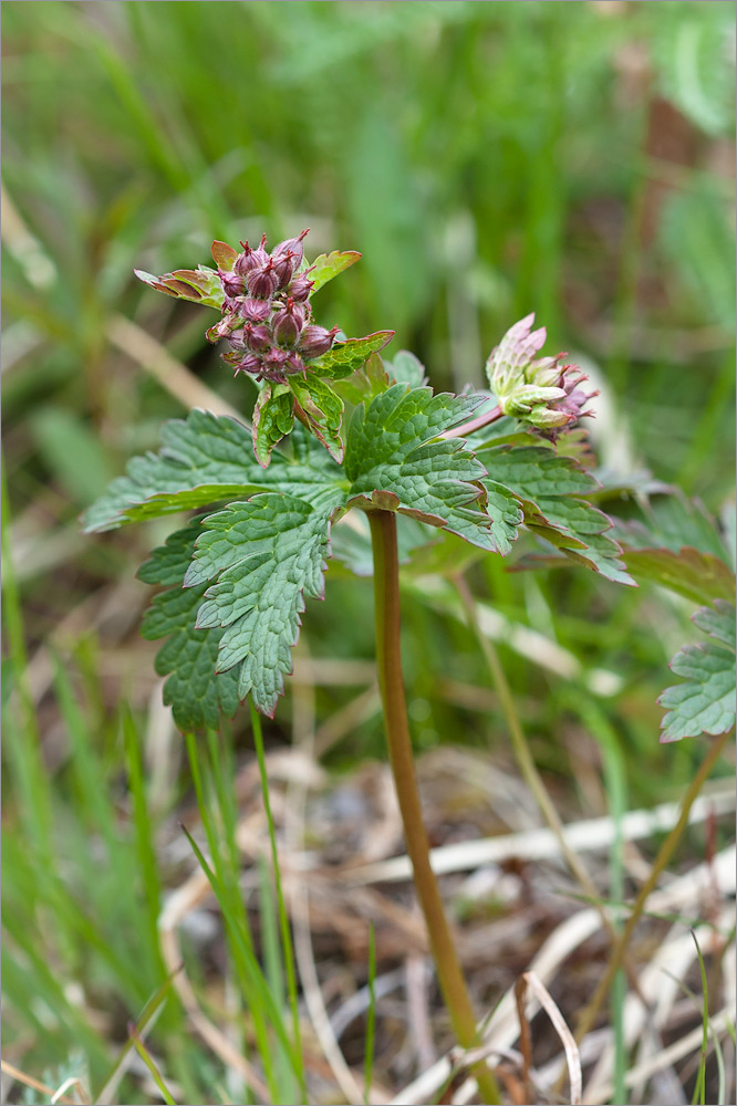 Image of Geranium sylvaticum specimen.