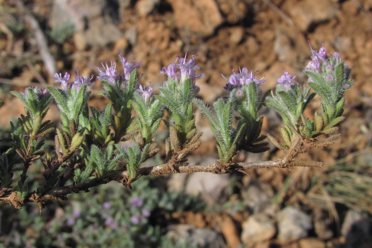 Image of Thymus roegneri specimen.