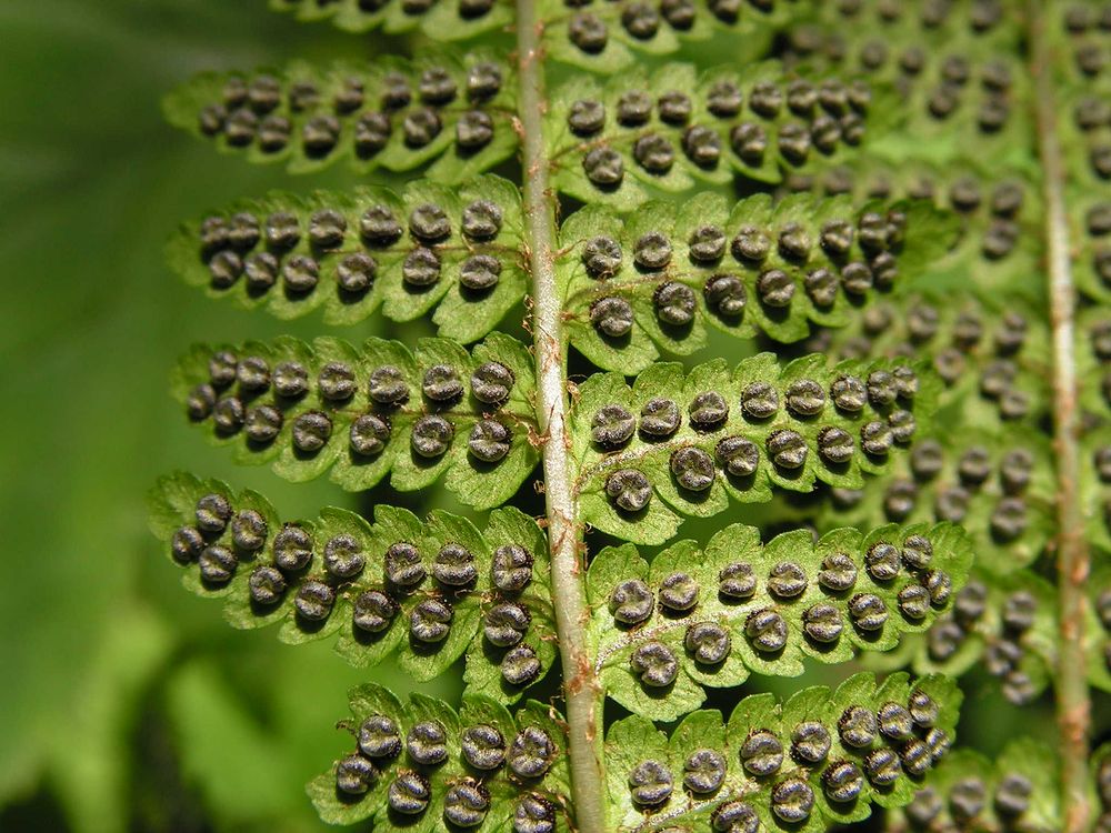 Image of Dryopteris crassirhizoma specimen.