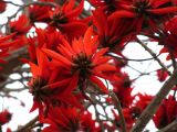 Смотреть изображение Erythrina lysistemon