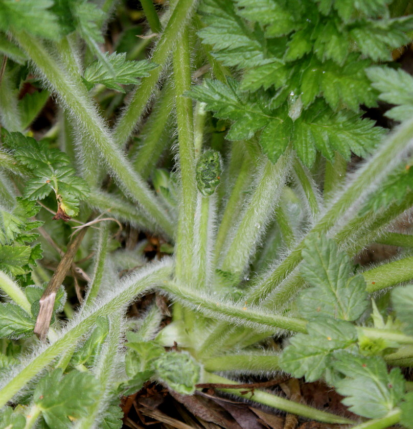 Image of genus Erodium specimen.