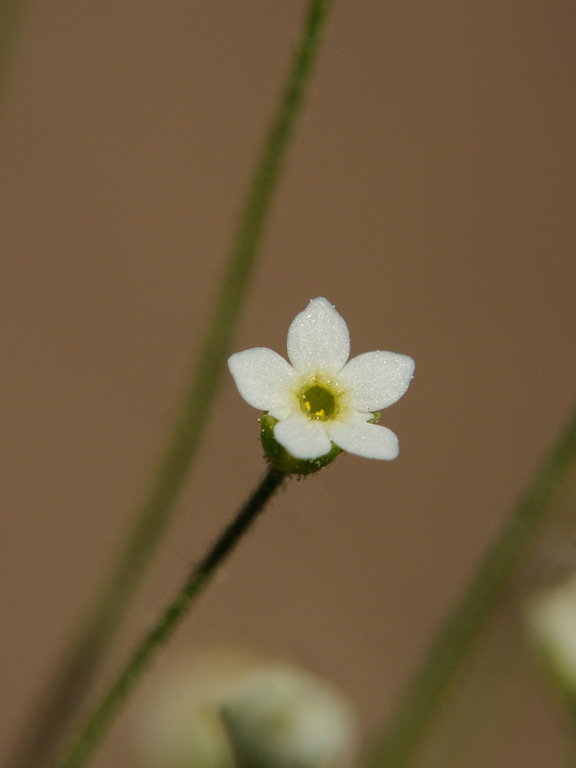 Изображение особи Androsace filiformis.