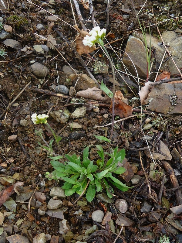 Изображение особи Draba hirta.