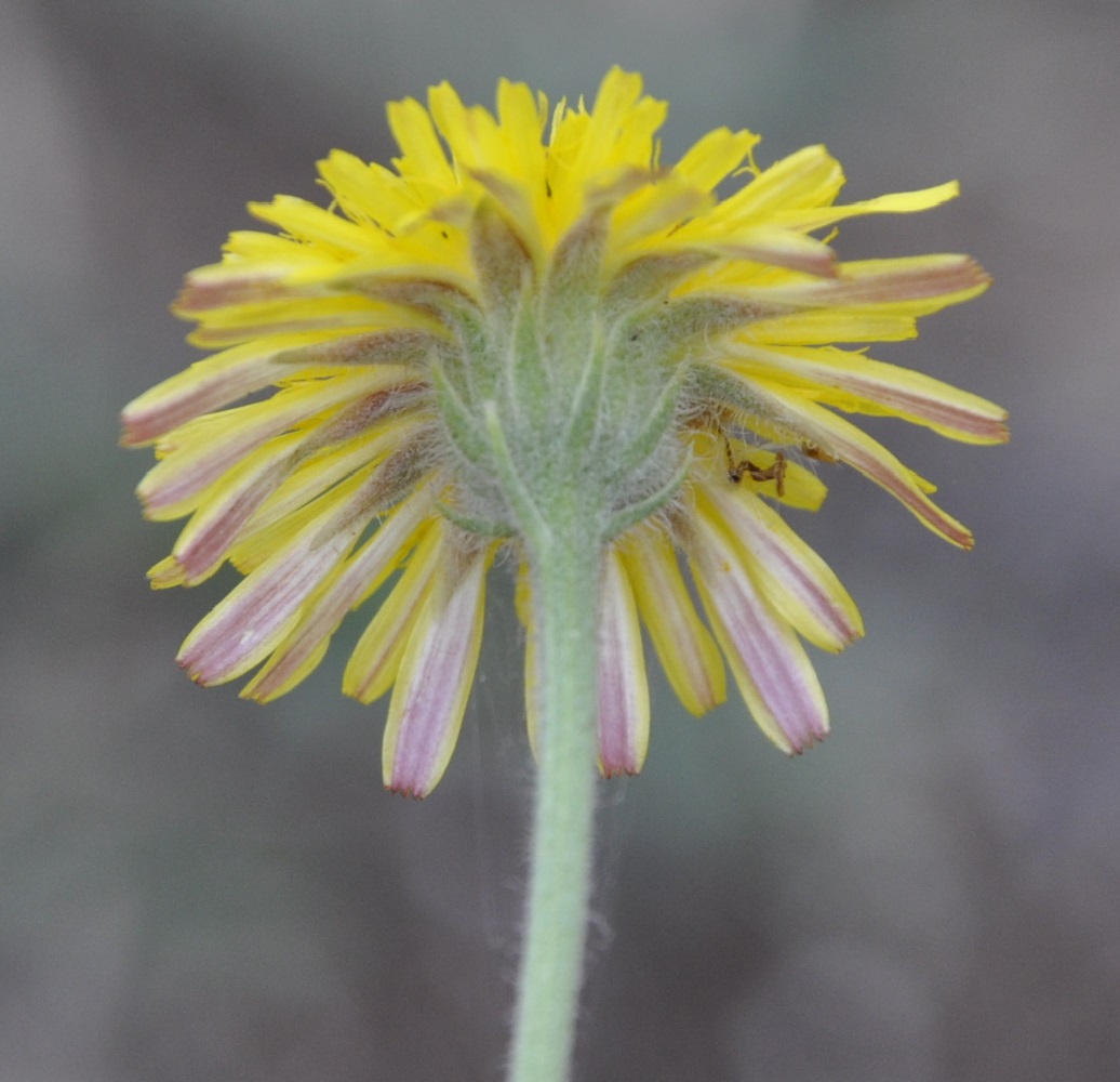 Изображение особи род Crepis.