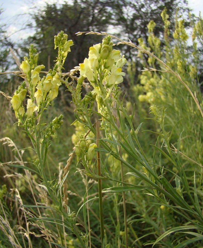 Image of Linaria vulgaris specimen.