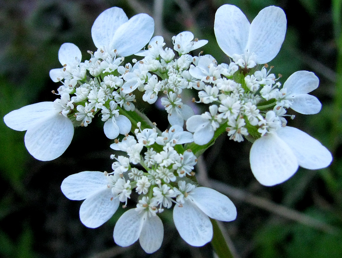 Image of Orlaya daucoides specimen.