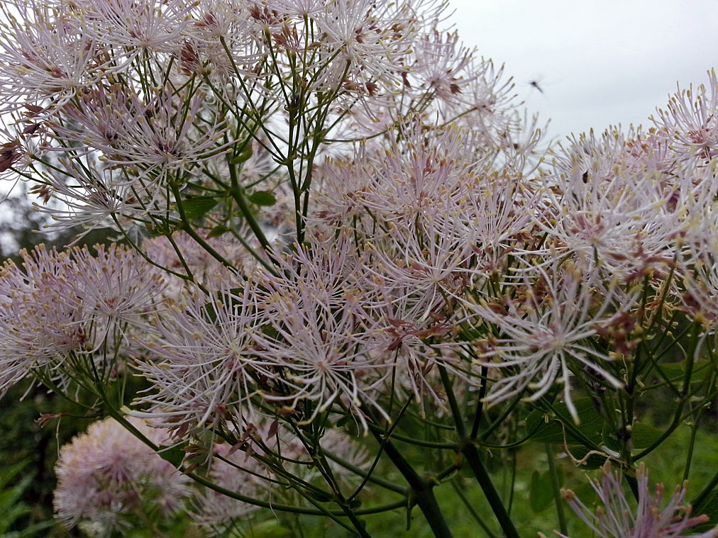 Изображение особи Thalictrum aquilegiifolium.