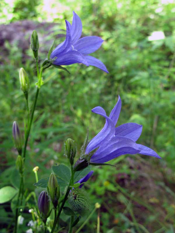 Image of Campanula turczaninovii specimen.