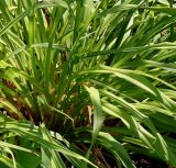 Hemerocallis middendorffii